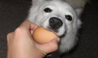 狗狗能吃鸡蛋干吗
